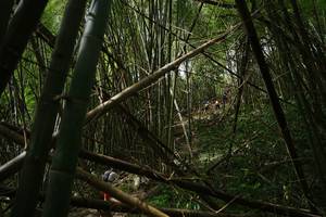 BIB: 
                            <button type="button" onclick="openModal(22241988)" class="btn btn-primary btn-sm float-right btn-popup" data-toggle="modal" data-target=".modal-high-quality">
                        <i class="fas fa-shopping-cart"></i> Add to Cart
                    </button>
                                            <button type="button" onclick="isThisMe(22241988, true)" class="btn btn-success btn-sm float-right btn-popup btn-isme hidden" data-toggle="tooltip" data-placement="bottom" title="นี่คือรูปของคุณใช่ไหม คลิกที่นี่เพื่อเอาเข้าอัลบั้ม">
                        <i class="fas fa-plus"></i> Add to album
                    </button>
                    <button type="button" onclick="isThisMe(22241988, false)" class="btn btn-warning btn-sm float-right btn-popup btn-isnotme hidden">
                        <i class="fas fa-ban"></i> Remove from album
                    </button>